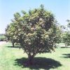 Western Mountain Ash #1 - Image 2